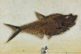 Framed Fossil Fish (Diplomystus) - Wyoming #129133-1